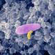 Scanning electron micrograph of Micavibrio aeruginosavorus preying on Pseudomonas aeruginosa, an opportunistic human pathogen. Image: Daniel Kadouri